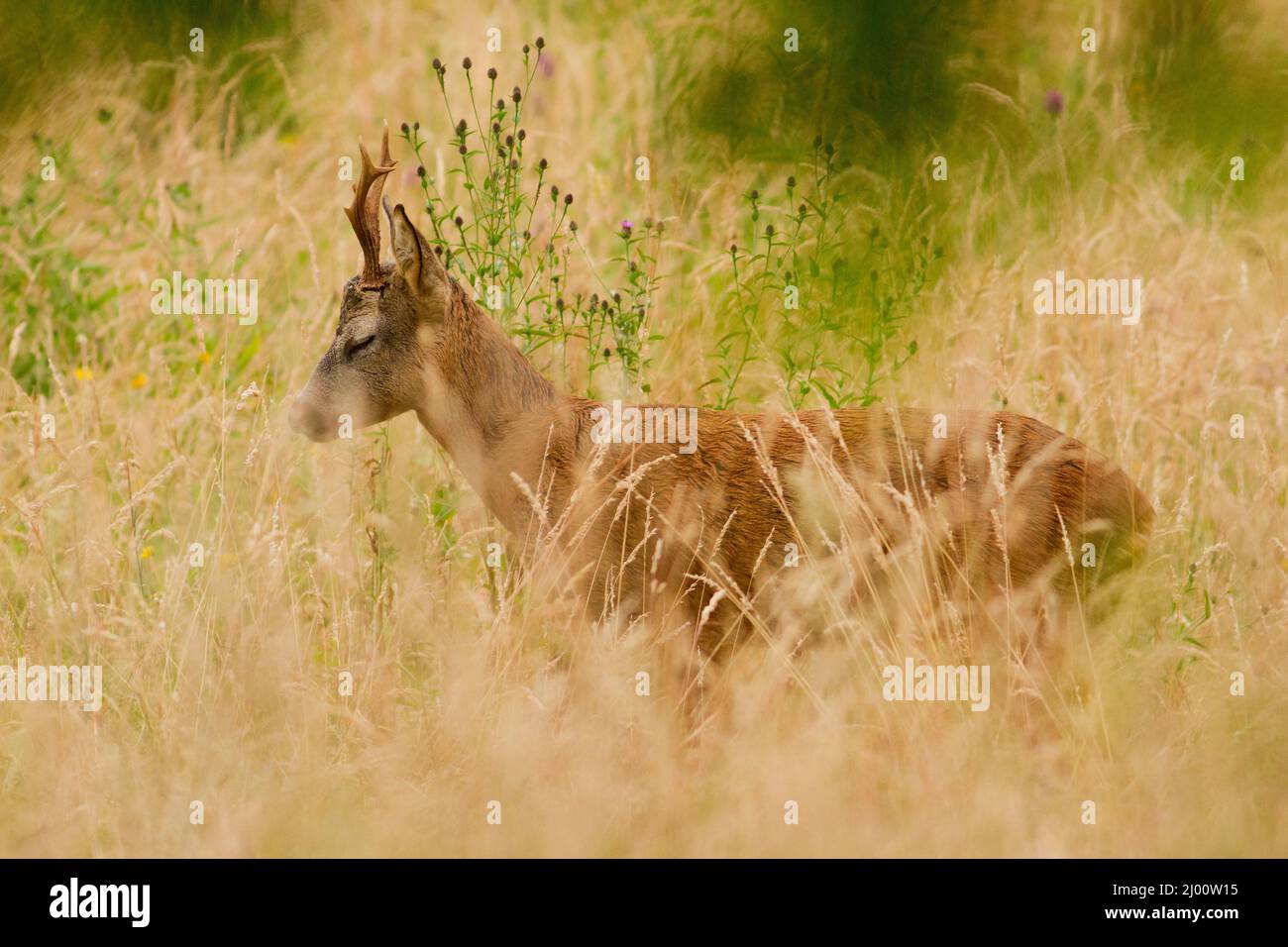 Sleeping Roe ciervo con fondo de ensueño Foto de stock