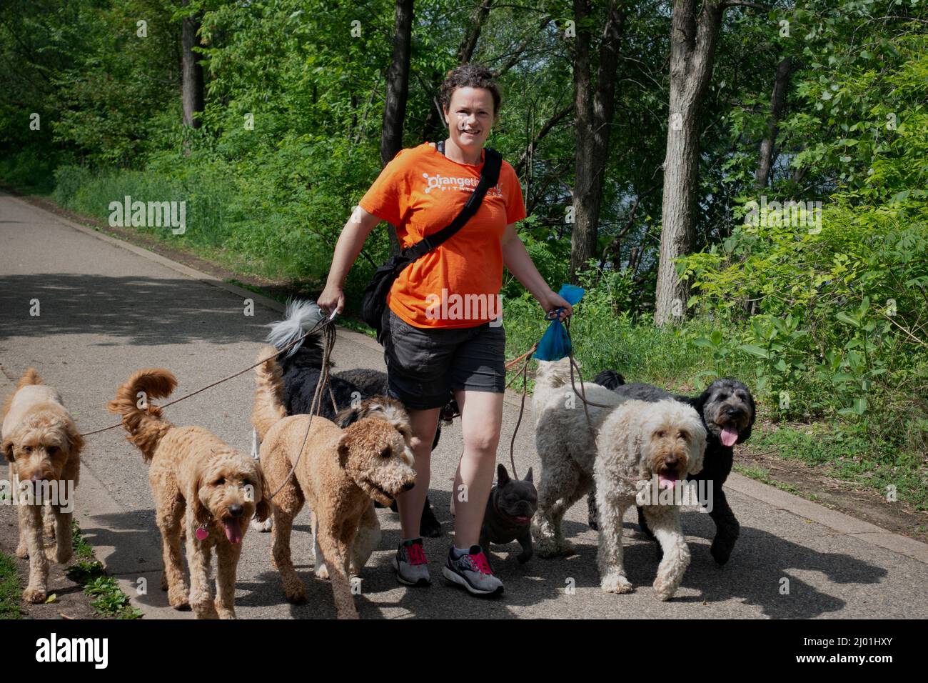 Caminadora de perros con 7 perros en el camino del lago Harriet. Minneapolis Minnesota MN Estados Unidos Foto de stock