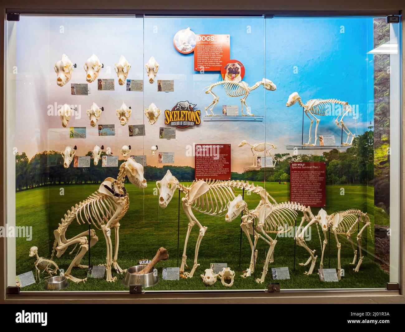 Oklahoma, 3 2022 DE MARZO - Primer plano del esqueleto del perro en el Museo de Osteología Foto de stock