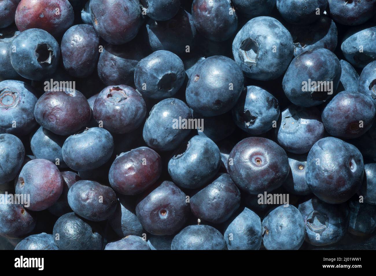 Los arándanos (Vaccinium sp.) Foto de stock