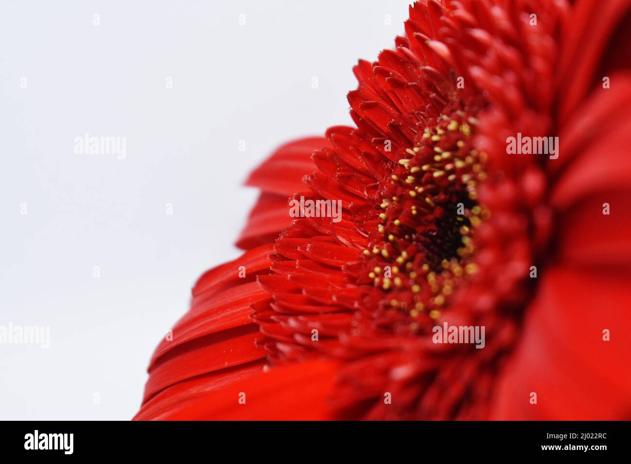 Broche de una flor roja Fotografía de stock - Alamy