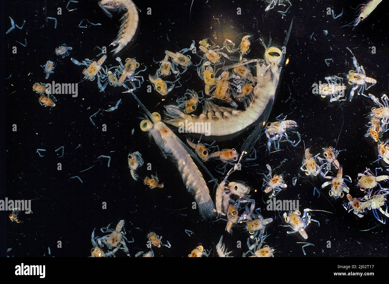 Zooplancton, plancton animal, levitando en el océano libre, Océano Pacífico Foto de stock