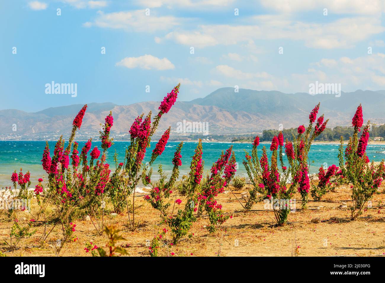 Flores rojas en la costa del mar cerca de Polis, Chipre Foto de stock