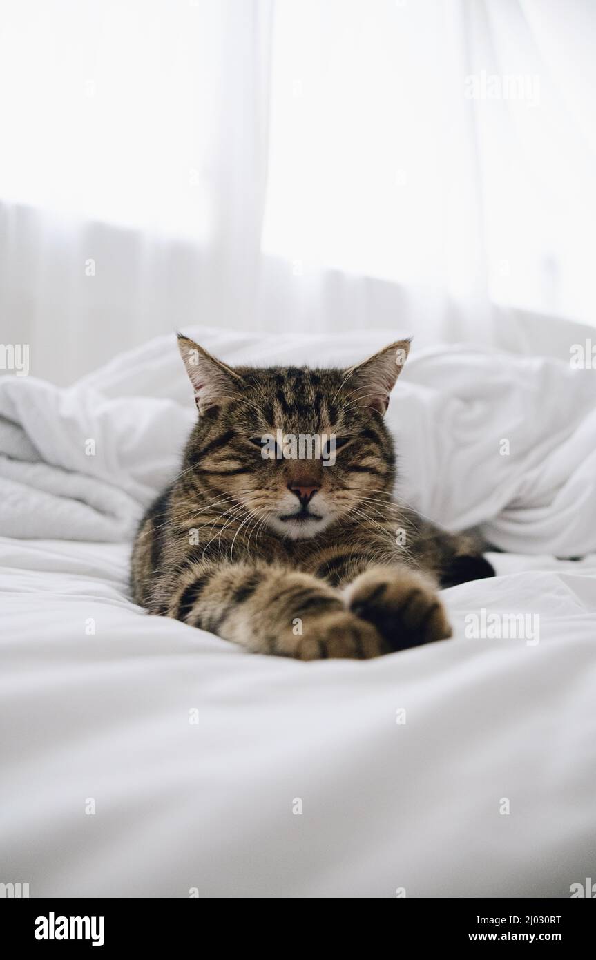 Gato en cama blanca Foto de stock