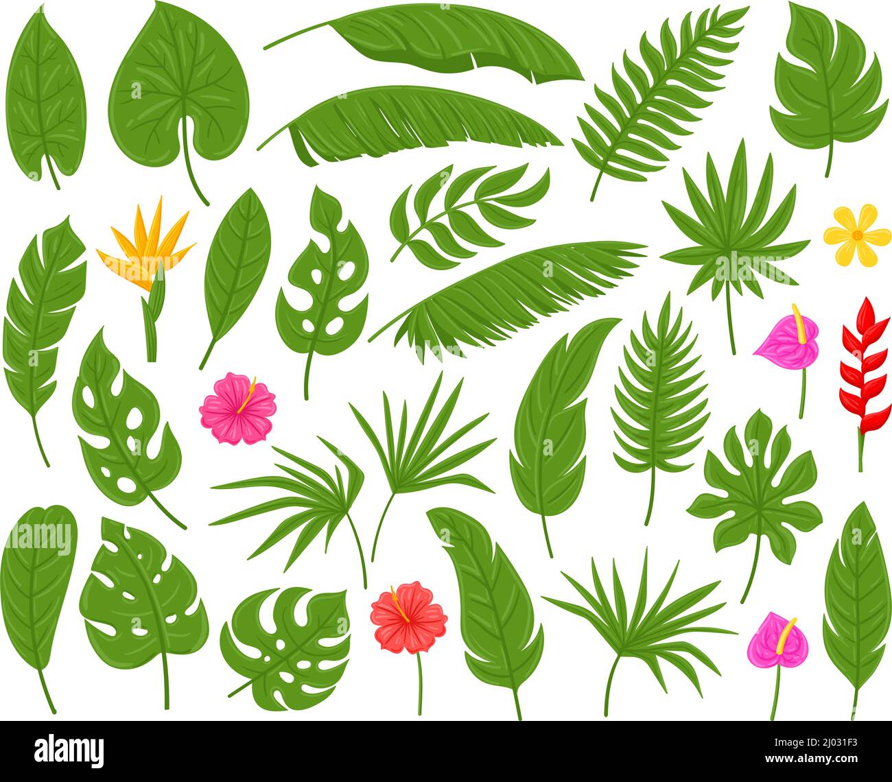 Dibujos animados de palma tropical, monstera, plumeria y hojas de plátano. Plantas exóticas hojas vector ilustración conjunto. Hibiscus y follaje de palmeras Imagen Vector de stock - Alamy Dibujos animados de palma tropical, monstera, plumeria y hojas de plátano. Plantas exóticas hojas vector ilustración conjunto. Hibiscus y follaje de palmeras Imagen Vector de stock - Alamy