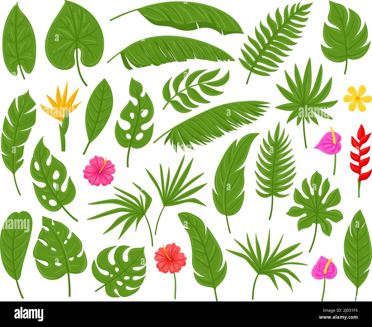 Dibujos animados de palma tropical, monstera, plumeria y hojas de plátano.  Plantas exóticas hojas vector ilustración conjunto. Hibiscus y follaje de  palmeras Imagen Vector de stock - Alamy