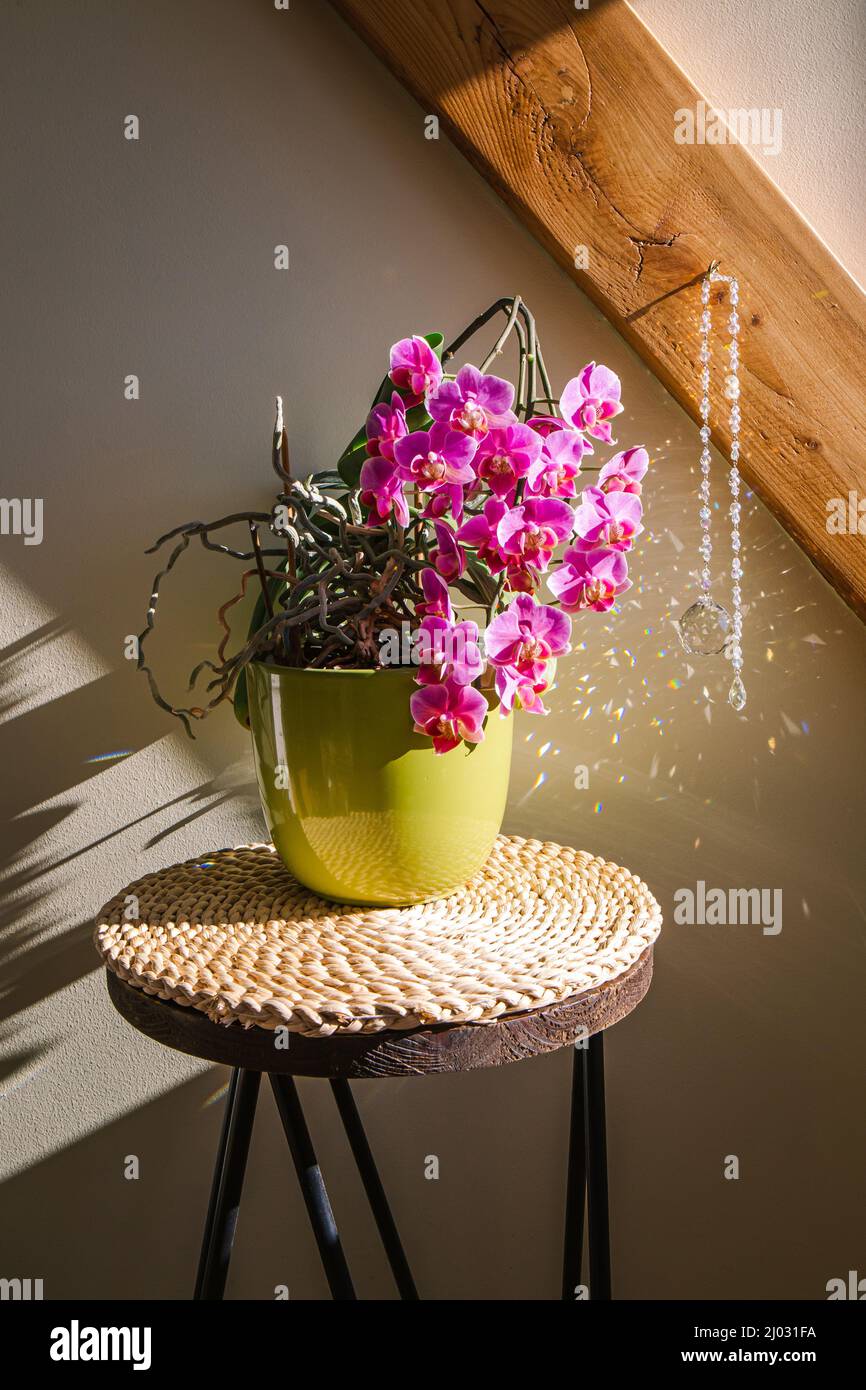 Hermosa flor rosa exuberante en macetas de flores de orquídeas en el hogar con reloj de sol redondo colgando y el efecto de luz de lanzamiento y el arco iris de reflexión en la soleada primavera Foto de stock