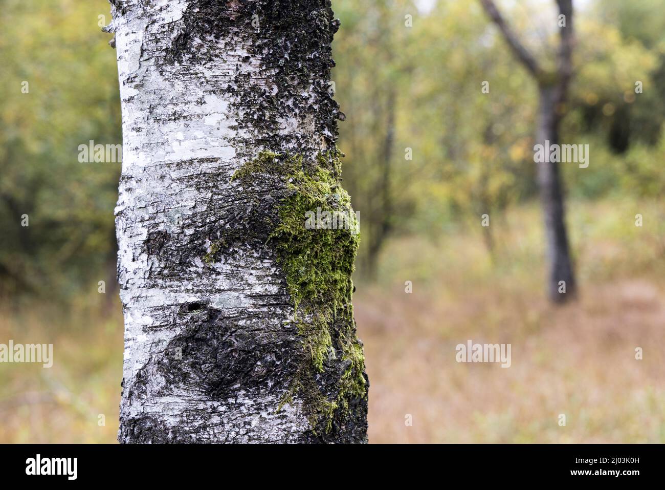 Corteza de abedul en la reserva natural de Tarn Moss, Malham Tarn, Yorkshire Dales, Reino Unido Foto de stock
