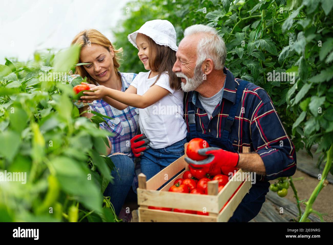 Familia trabajando juntos en invernadero. Retrato del abuelo, niño que trabaja en el jardín familiar. Foto de stock