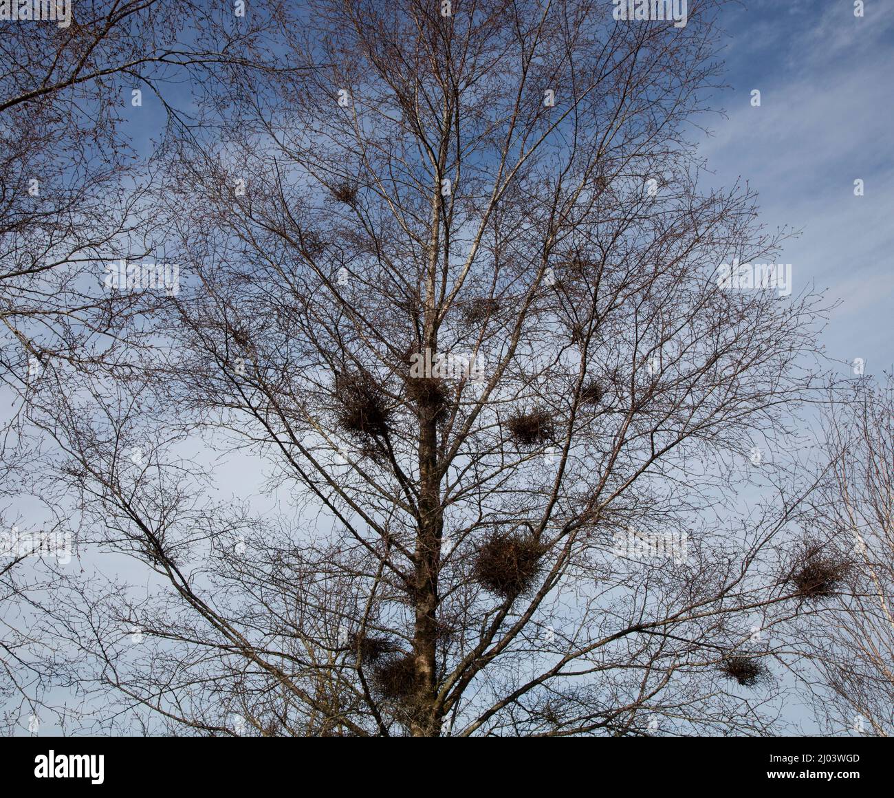 Grajos anida en un árbol en un día de primavera Foto de stock