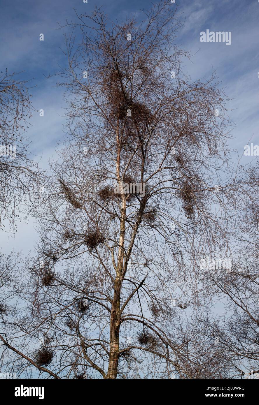 grajos anida en árbol Foto de stock