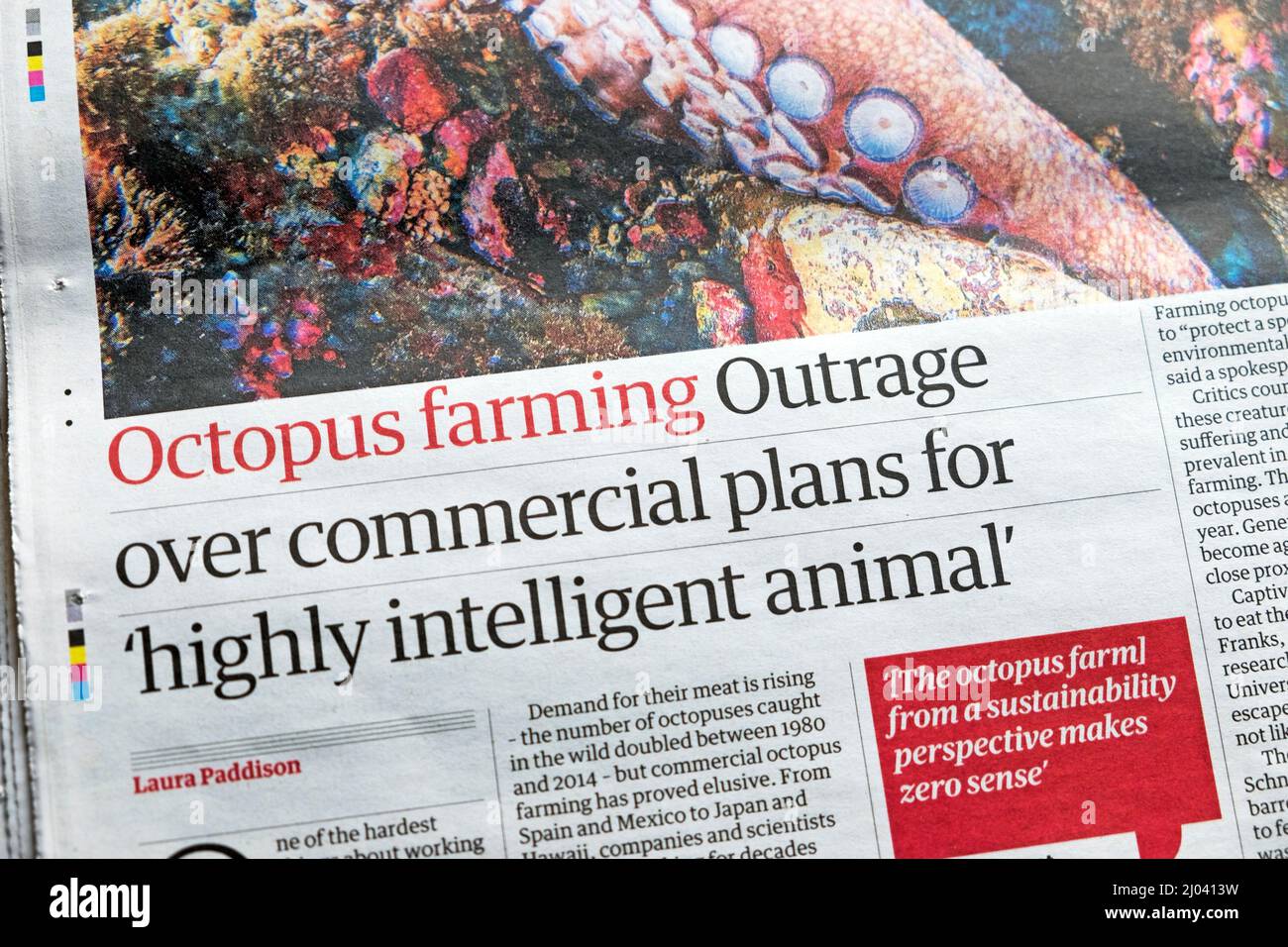 'Pulpo agrícola indignación por los planes comerciales para 'animal altamente inteligente' Guardian periódico recorte de titulares 11 marzo 2022 Londres Inglaterra Reino Unido Foto de stock