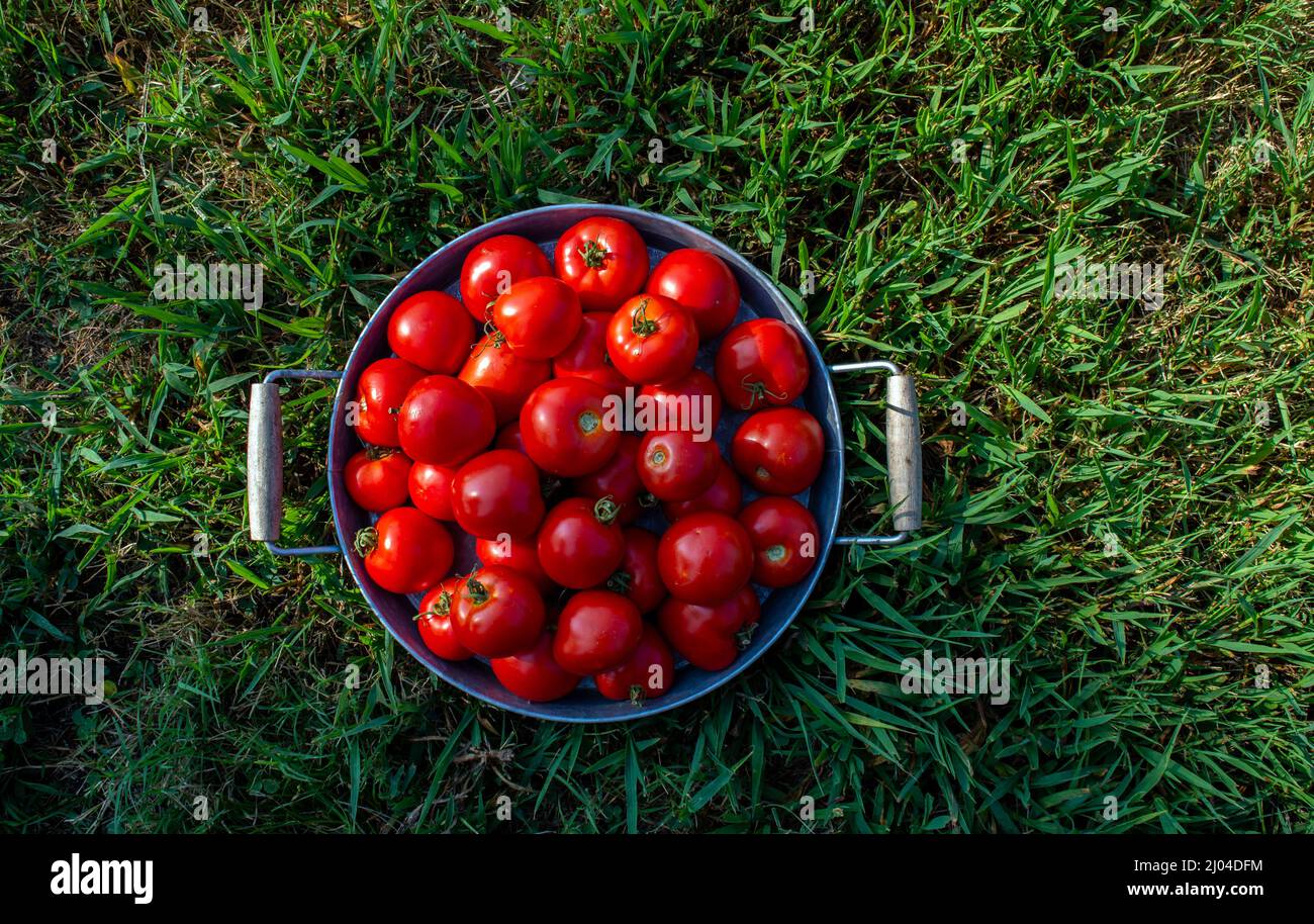 El rojo y el verde pueden ser colores de Navidad, pero esta imagen es una deliciosa boca que abrede la escena de verano con tomates frescos maduros y un césped verde. Bokeh Foto de stock