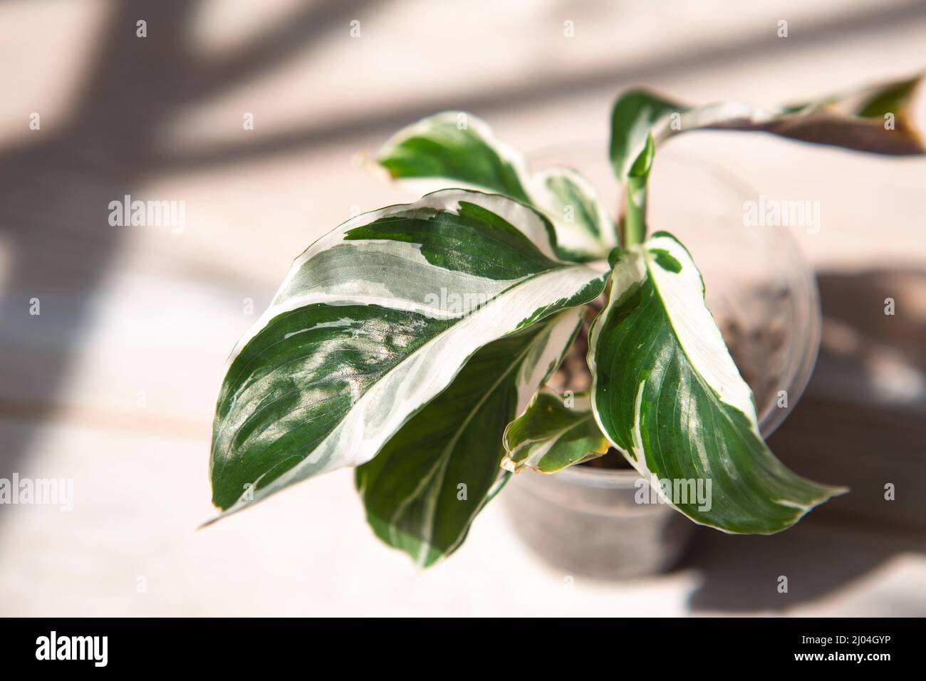 Calathea fusión blanco verde Variegate hoja primer plano en el umbral de la  ventana con luz solar brillante y sombras. Plantas de la casa en macetas,  decoración verde del hogar, cuidado y