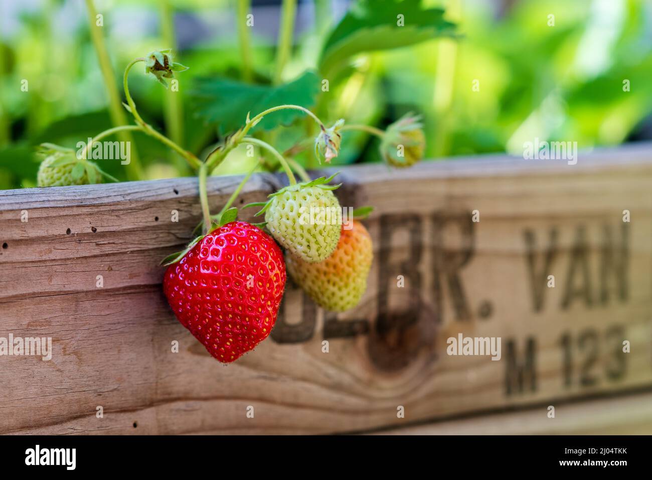 Cajas de fruta fotografías e imágenes de alta resolución - Alamy