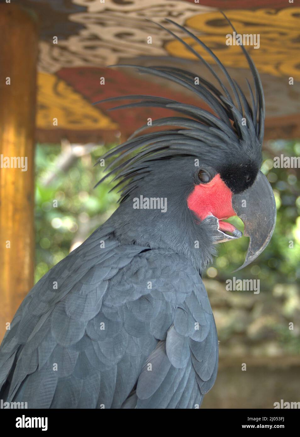 Cacatoo Pájaros Pájaros Pájaros Grandes Negros sobre Fondo Natural  Fotografía de stock - Alamy