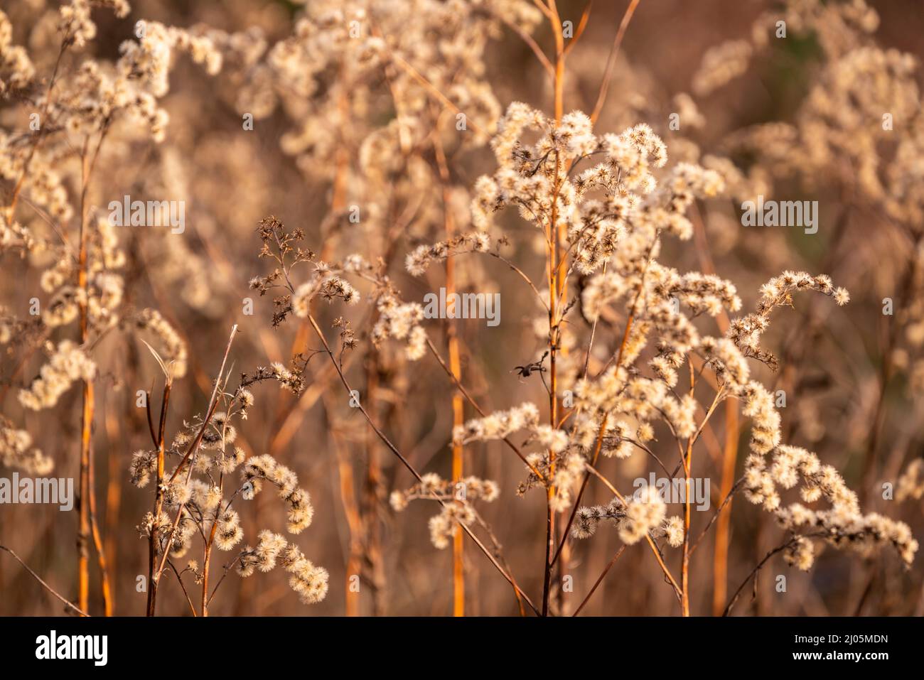 Foto de marco completo de plantas de bosques secos en invierno, formando una hermosa imagen de fondo natural en colores de otoño subtile marrón Foto de stock