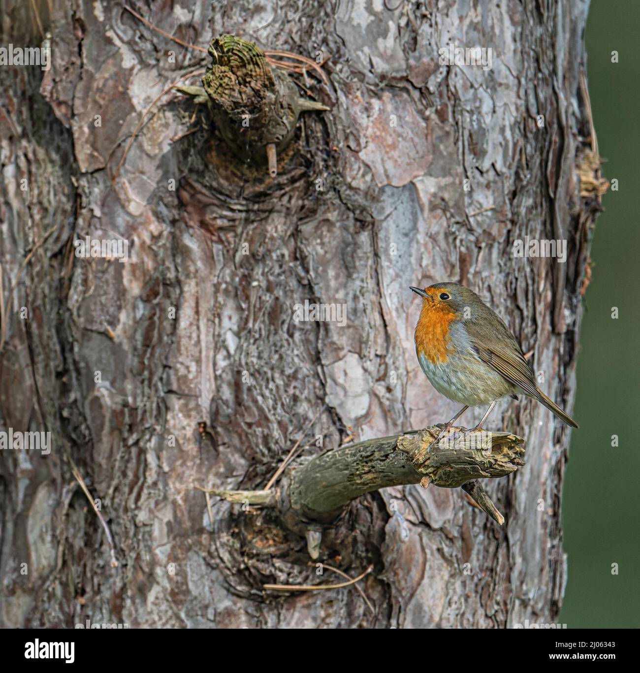 Robin Eythacus rubecula Un pájaro británico encaramado en el lado de un árbol de pino en Norfolk, Reino Unido Foto de stock