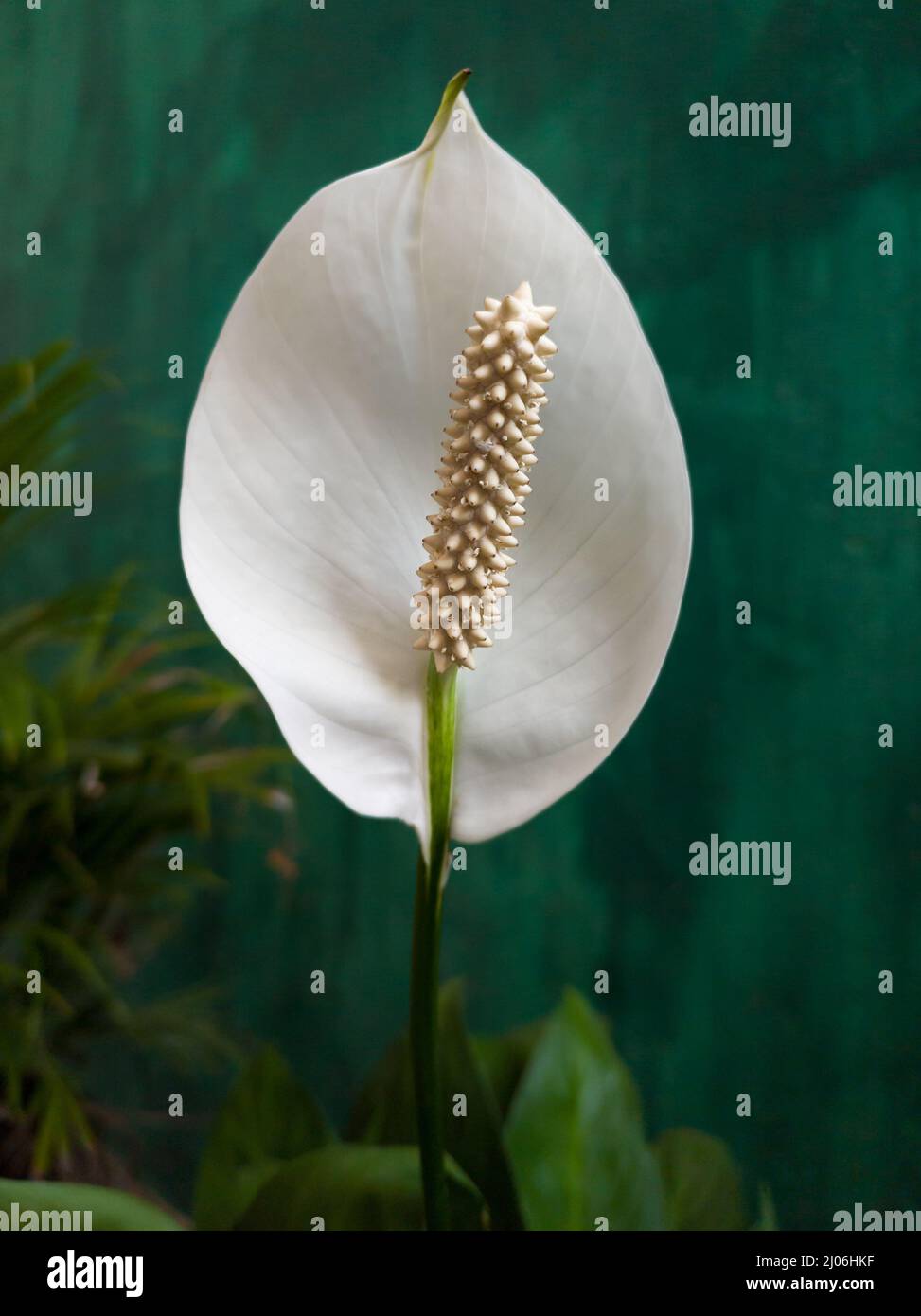flor de anturio simple tomada en profundidad de campo poco profunda, también conocida como flor de cola, flamingo y laceleaf, en forma de lágrima, flor de color blanco Foto de stock