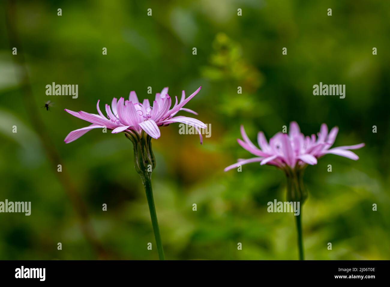 Scorzonera flor de romeros en las montañas Foto de stock