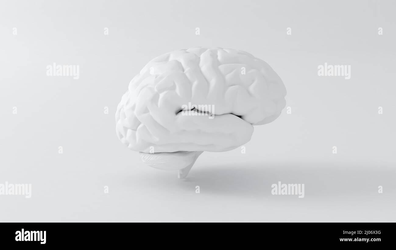 Cerebro humano blanco con sombra anatómica Modelo 3D ilustración. Alta resolución Foto de stock