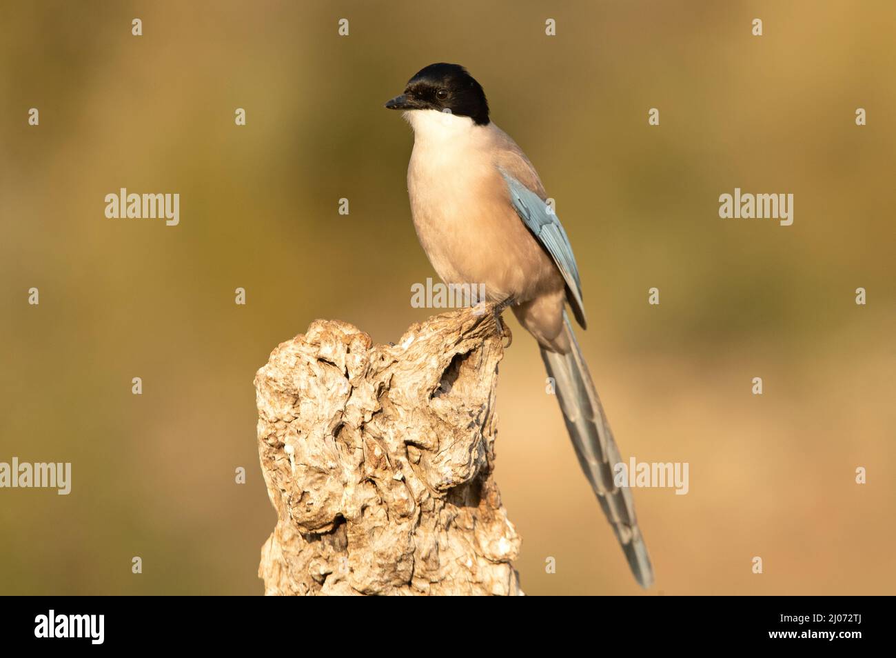 Magpie de azure-winged en una zona de matorral mediterráneo y bosque en su territorio con la primera luz del día Foto de stock