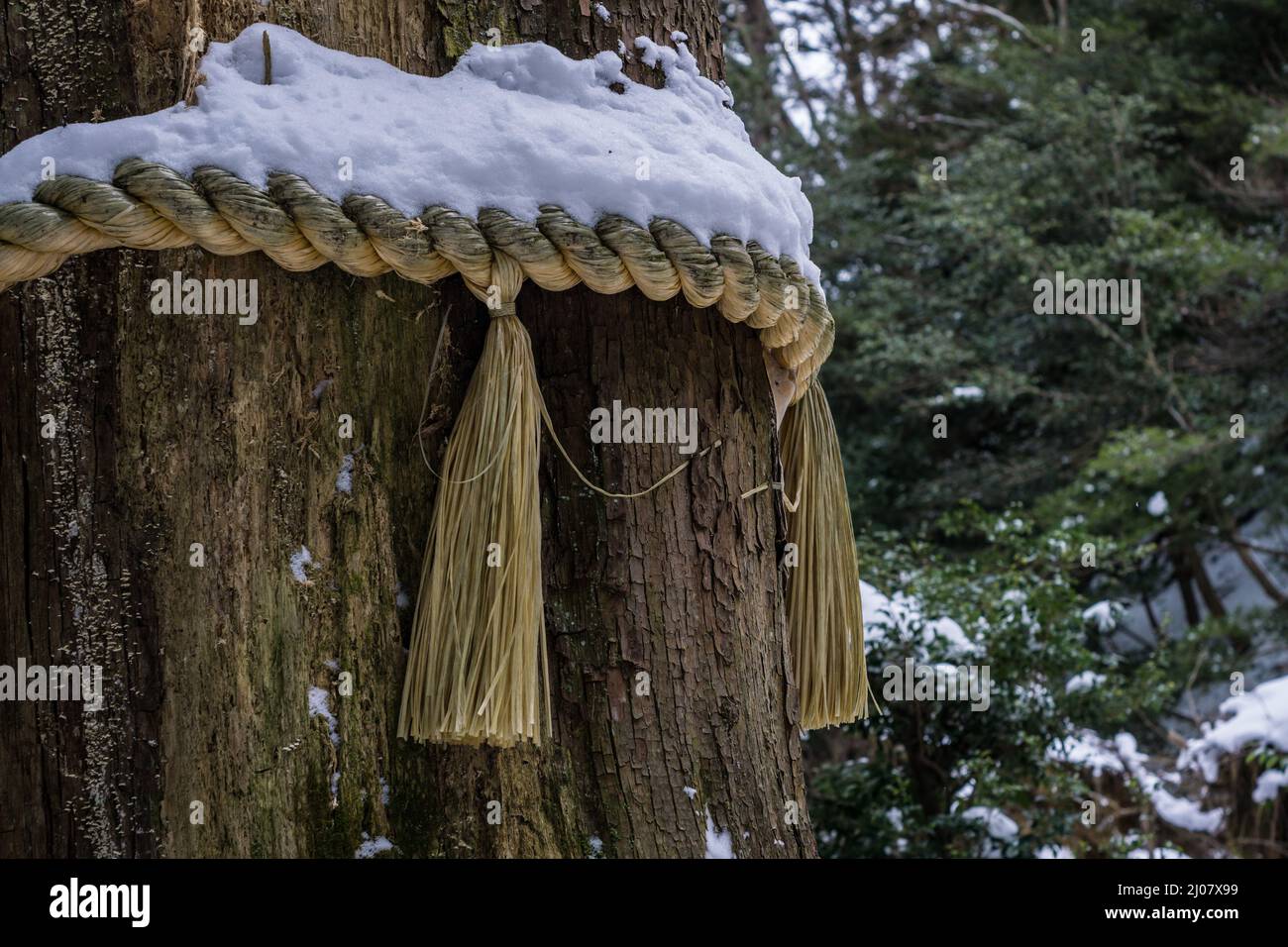 Tradicional japonés Shinto shimenawa cuerda sagrada cubierta de nieve, atada alrededor de un gran árbol en un bosque en Kyoto Japón. Foto de stock