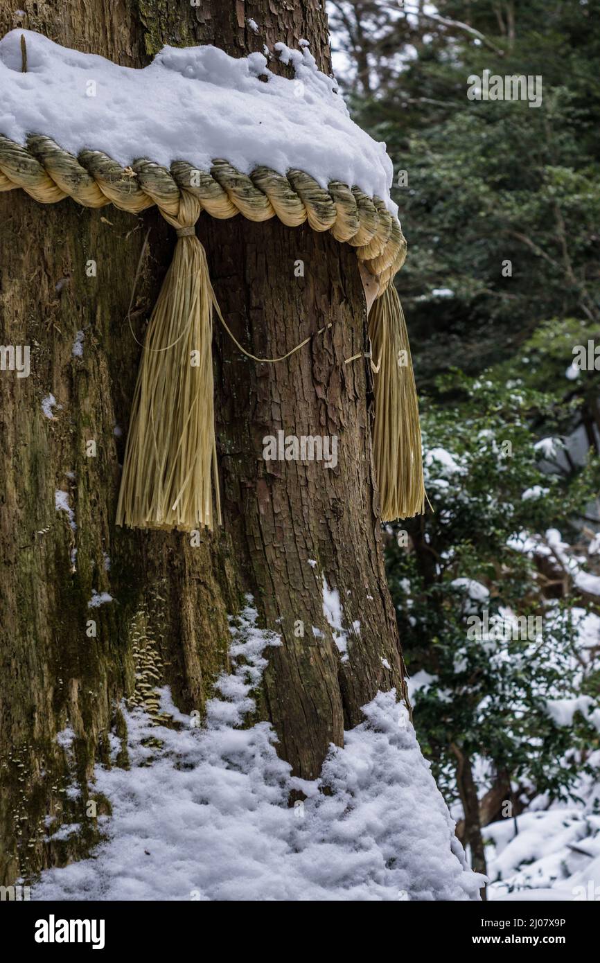 Tradicional japonés Shinto shimenawa cuerda sagrada cubierta de nieve, atada alrededor de un gran árbol en un bosque en Kyoto Japón. Foto de stock
