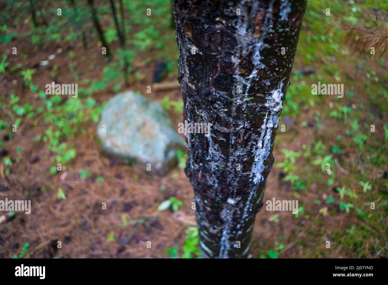 SAP cubrió el tronco del árbol en el campamento Foto de stock