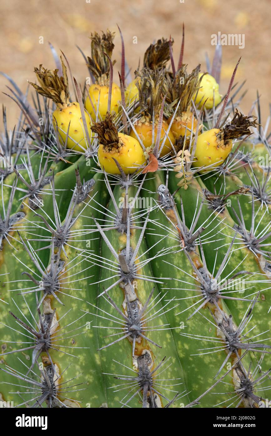México, Baja California Sur, El Sargento, Rancho Sur, Barrel cactus, Ferocactus Foto de stock