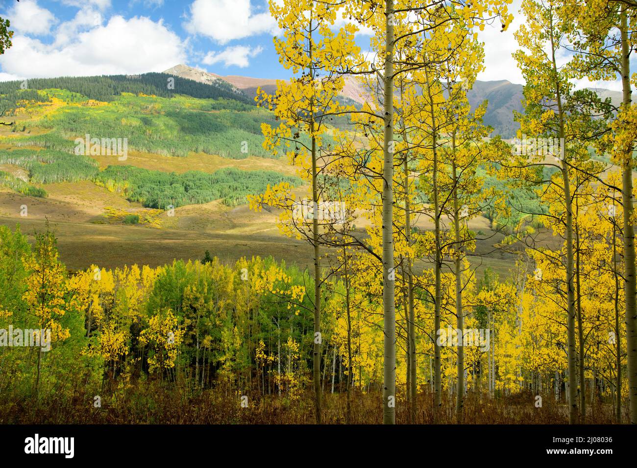 Estados Unidos, Montañas Rocosas, Colorado, Gunnison National Forest, Crested Butte, Aspen grove Foto de stock