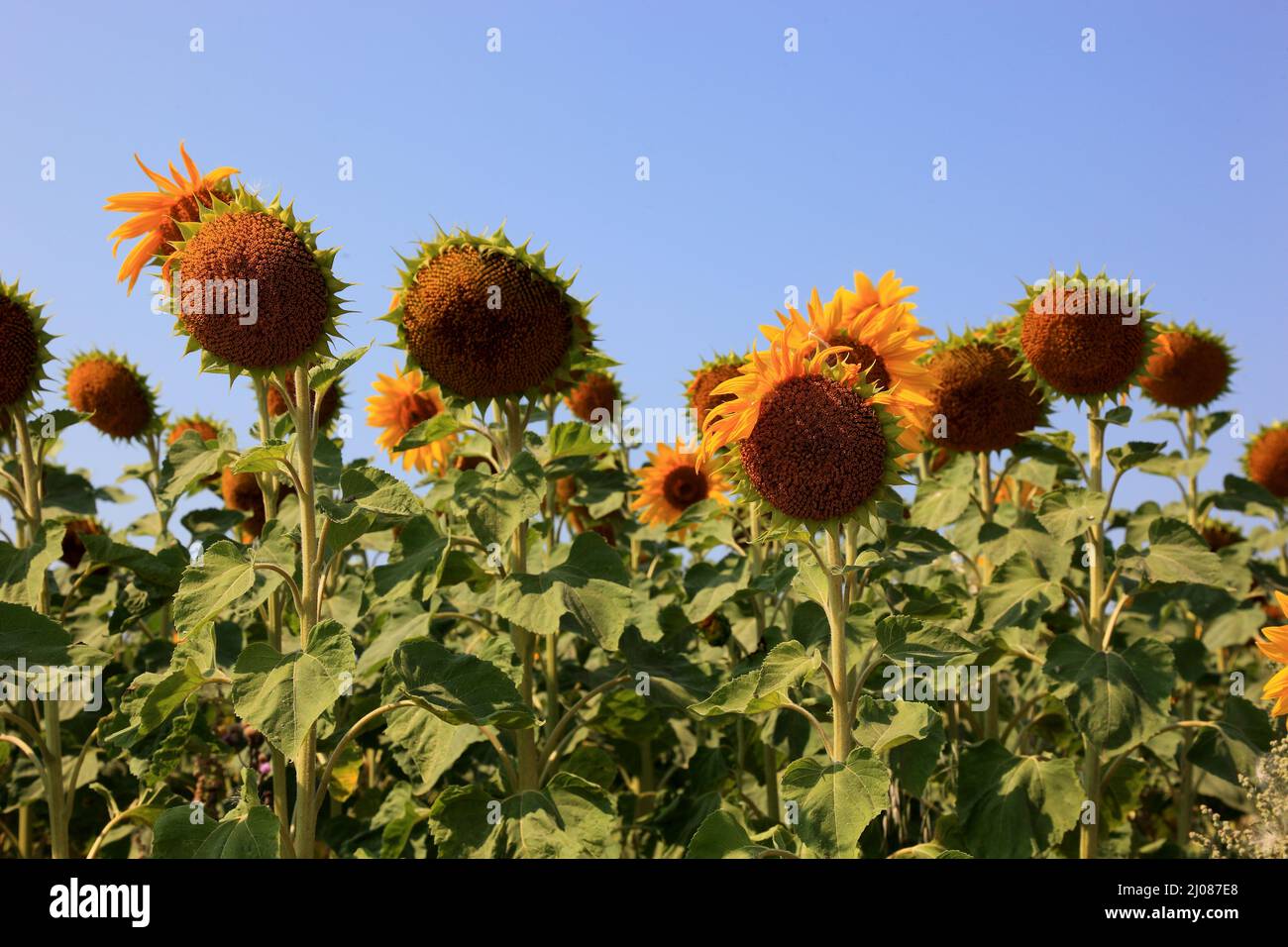 abgeblühte Sonnenblumen, Helianthus annuus, auf einem Sonnenblumenfeld, angebaut zur Produktion von Sonnenblumenkernen und zur Gewinnung von Sonnenblu Foto de stock