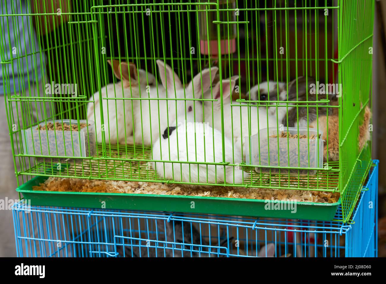 Conejos lindos para la venta en la tienda de mascotas Fotografía de stock -  Alamy