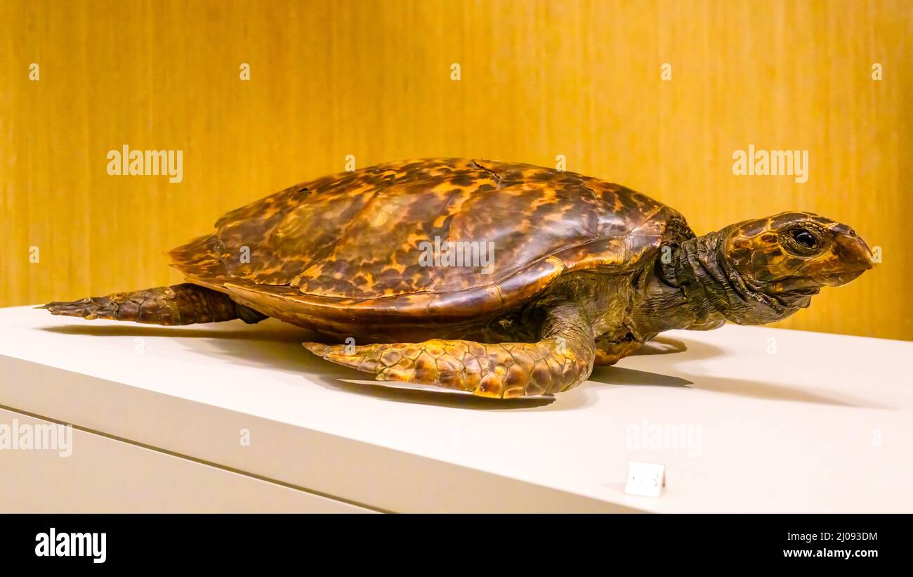 Taxidermia de una tortuga en el Museo Real de Ontario (ROM) en Toronto, Canadá-16 de marzo de 2022 Foto de stock