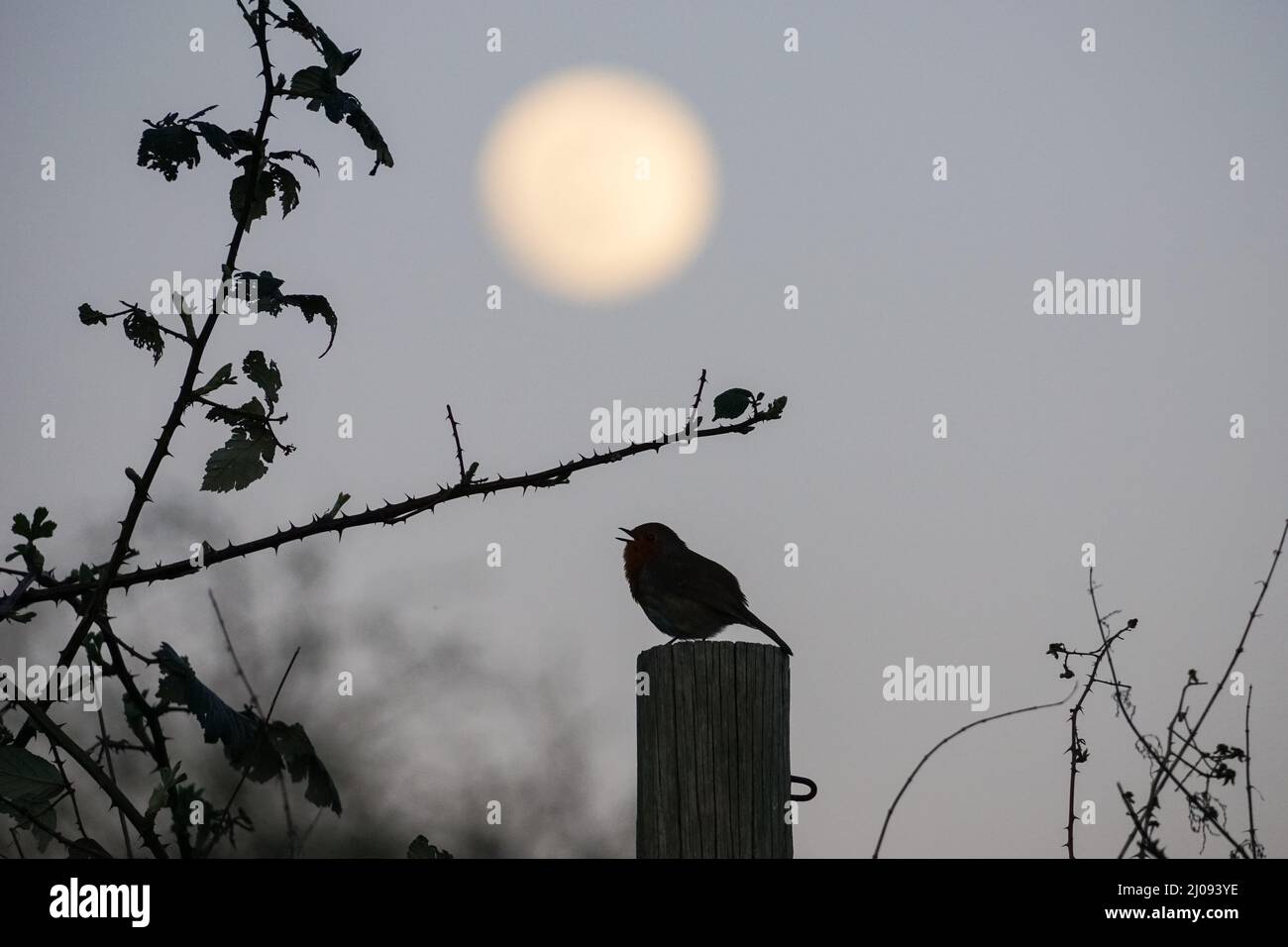 Rainsham, Essex, Reino Unido. 17th Mar, 2022. Clima en el Reino Unido: El robin europeo (Erithacus rubecula) cantando con luna casi llena que se levanta detrás. Crédito: Marcin Rogozinski/Alamy Live News Foto de stock
