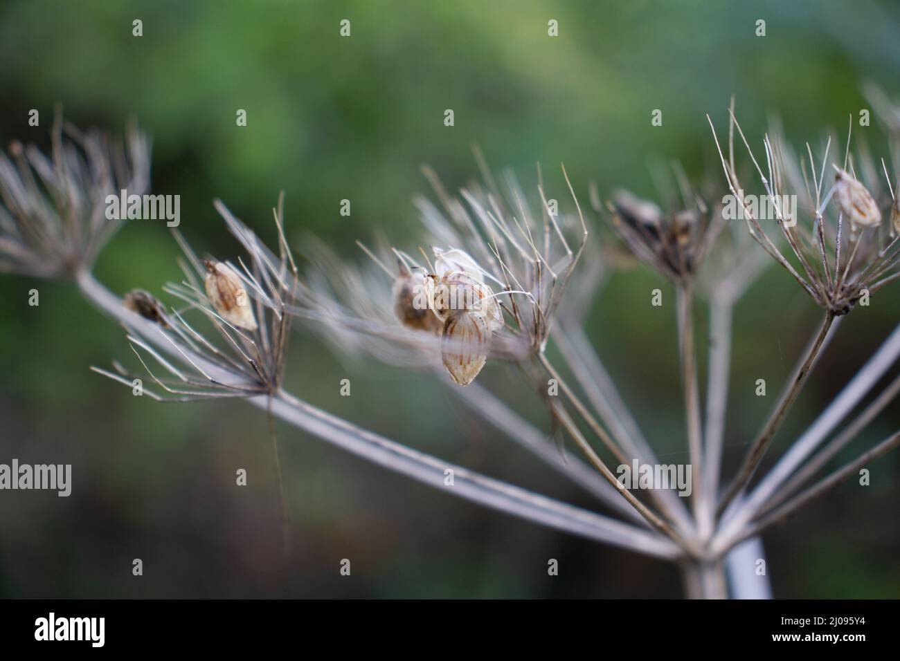cabeza de semilla de flor silvestre seca aislada en un verde natural antecedentes Foto de stock