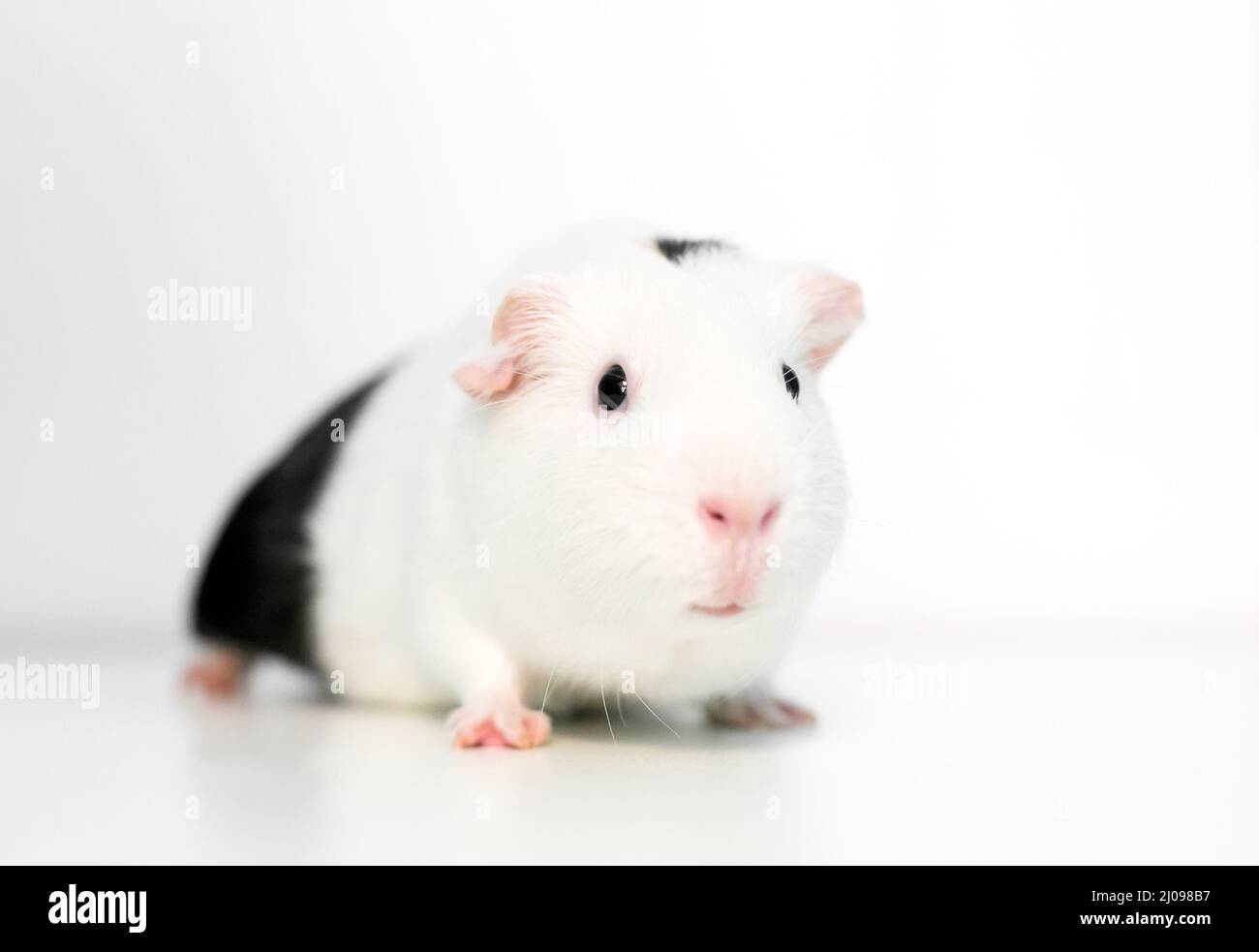 Un guinea pig americano blanco con marcas negras sobre fondo blanco Foto de stock