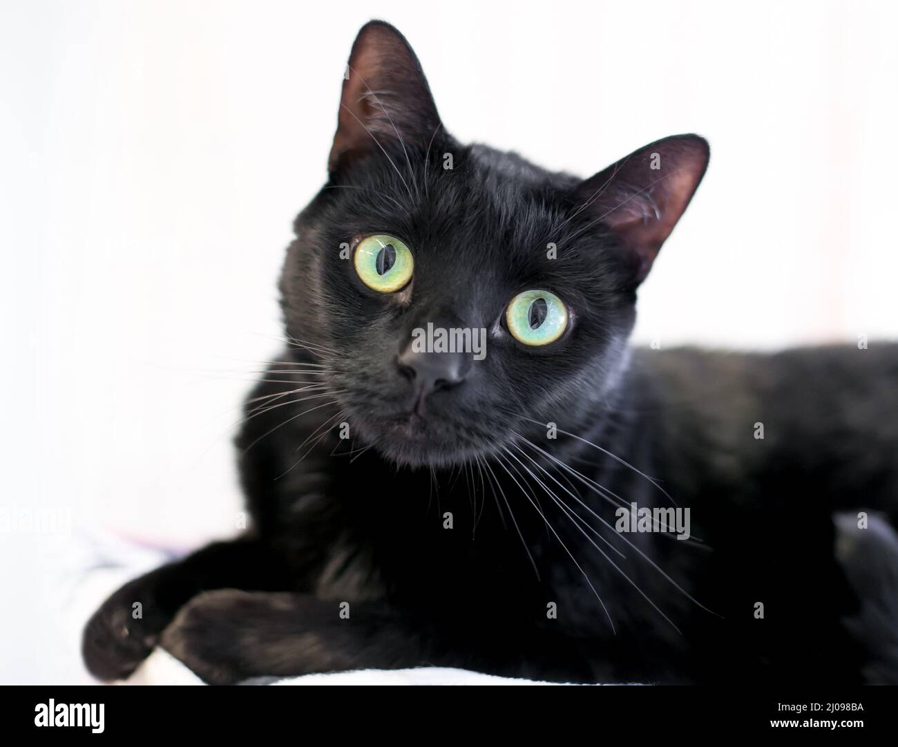 Un gato shorthair negro con grandes ojos verdes mirando la cámara con una inclinación de cabeza Foto de stock