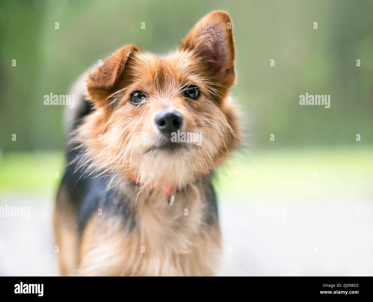 Un lindo perro de raza mixta con un oído recto y una oreja plegada Foto de stock