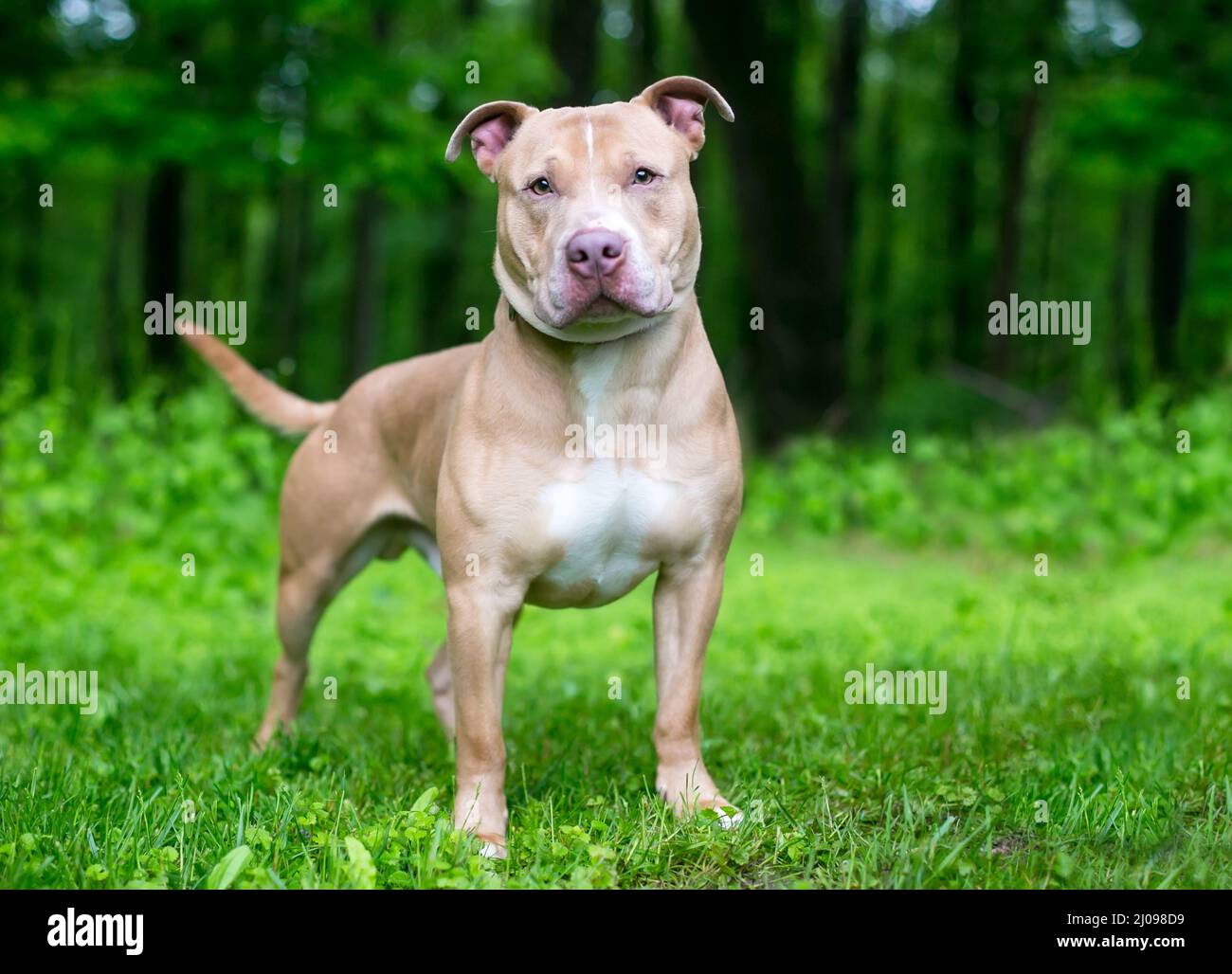 Un Pit Bull Terrier x Shar Pei perro de raza mixta de pie al aire libre y mirando la cámara Foto de stock