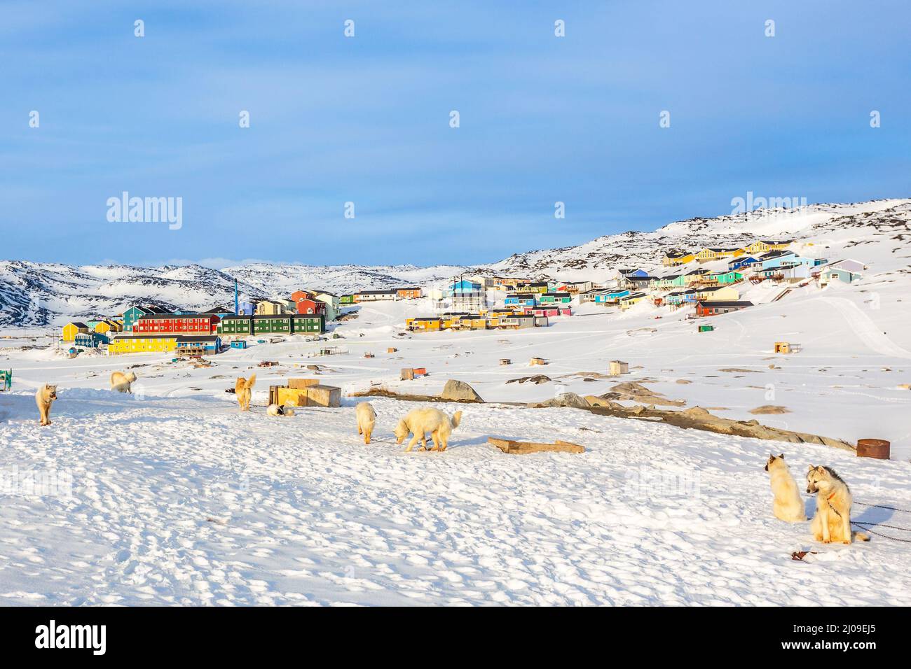 Perros de trineo y casas Inuit en las colinas rocosas cubiertas de nieve, Ilulissat, Avannaata municipio, Groenlandia Foto de stock