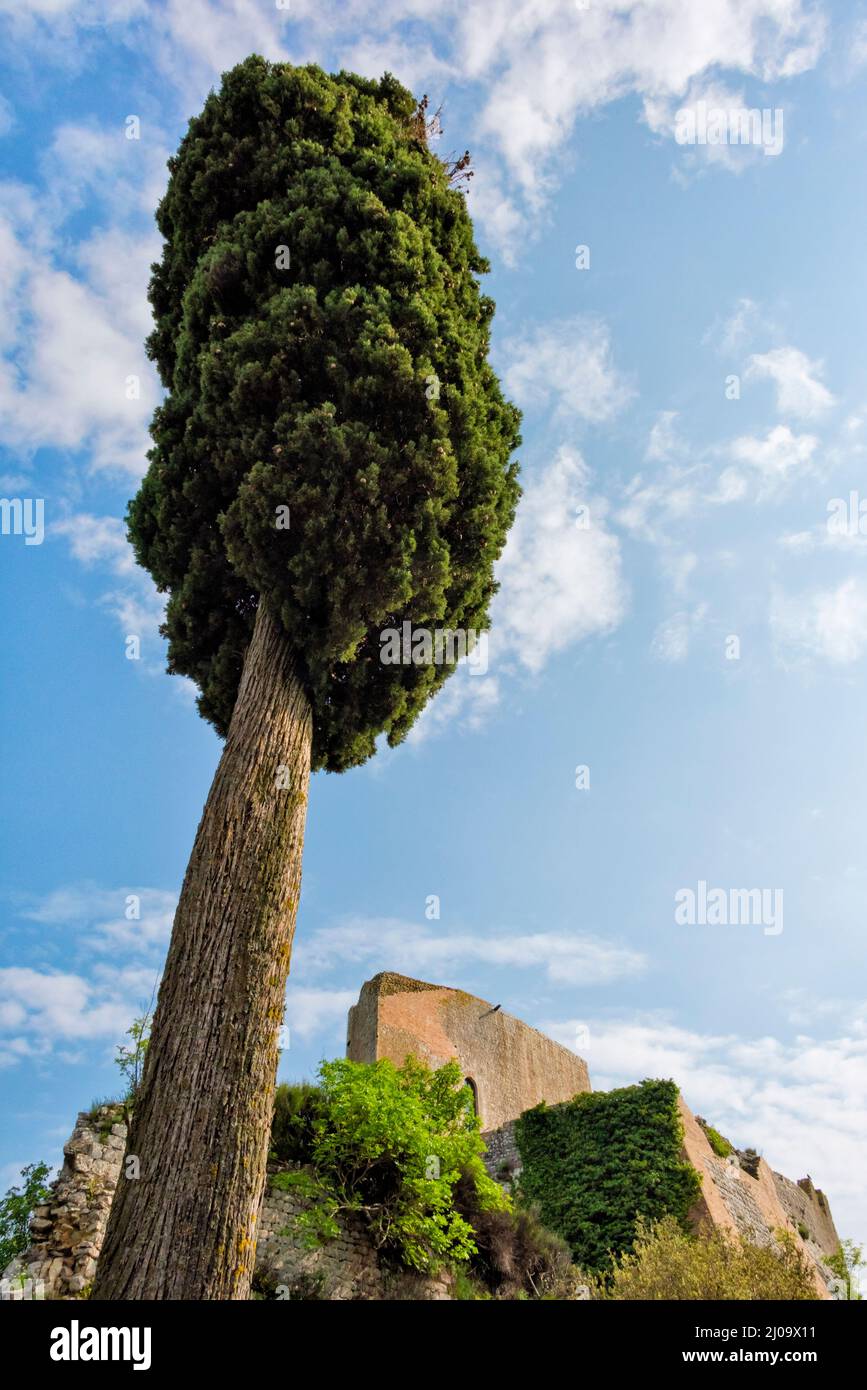 Árbol, Castiglione d'Orcia (también conocido Rocca di Tentennano) en la cima de la colina, Provincia de Siena, Región Toscana, Italia Foto de stock
