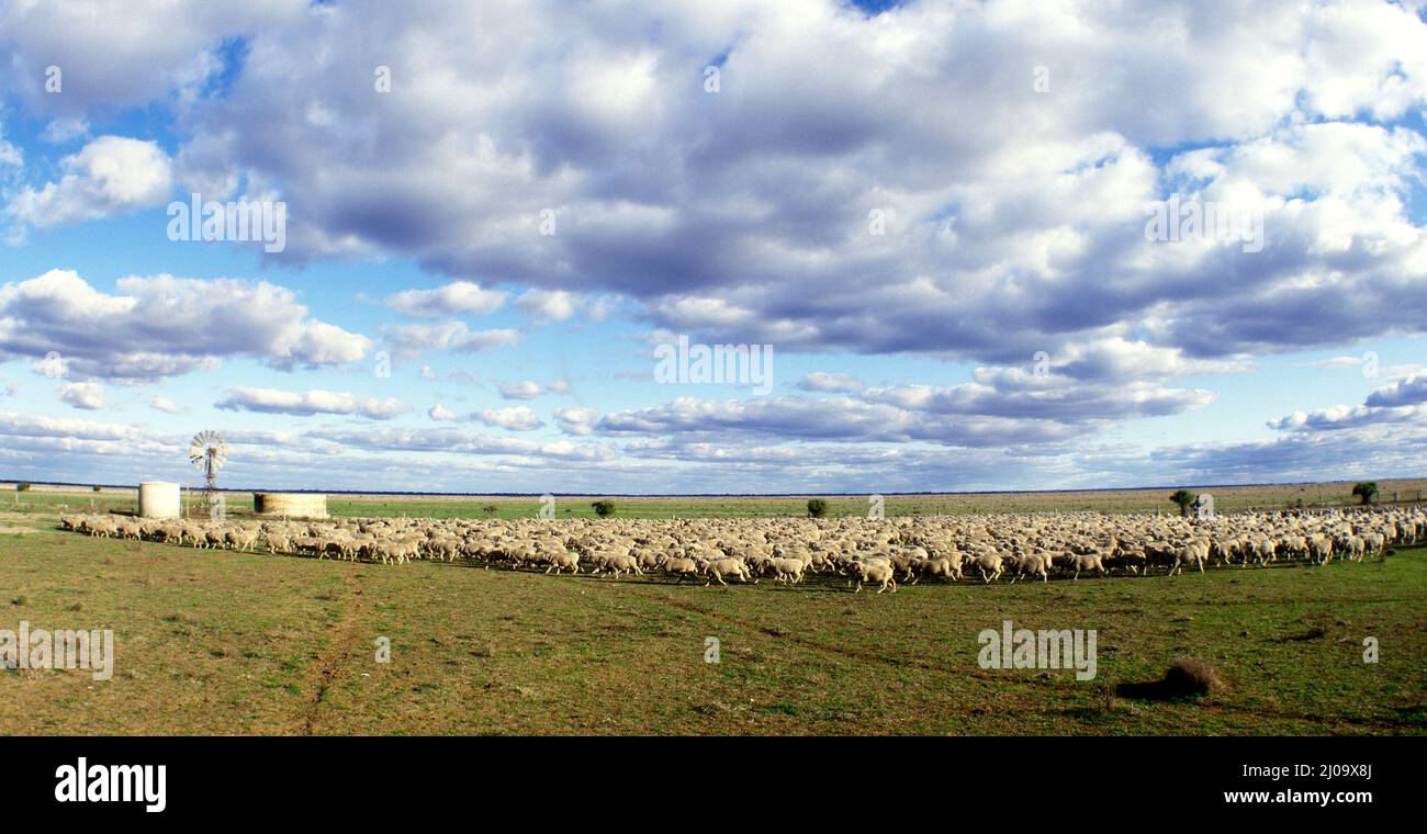 La cría de ovejas merinas en las llanuras de Hay en el extremo oeste de Nueva Gales del Sur, Australia. Foto de stock