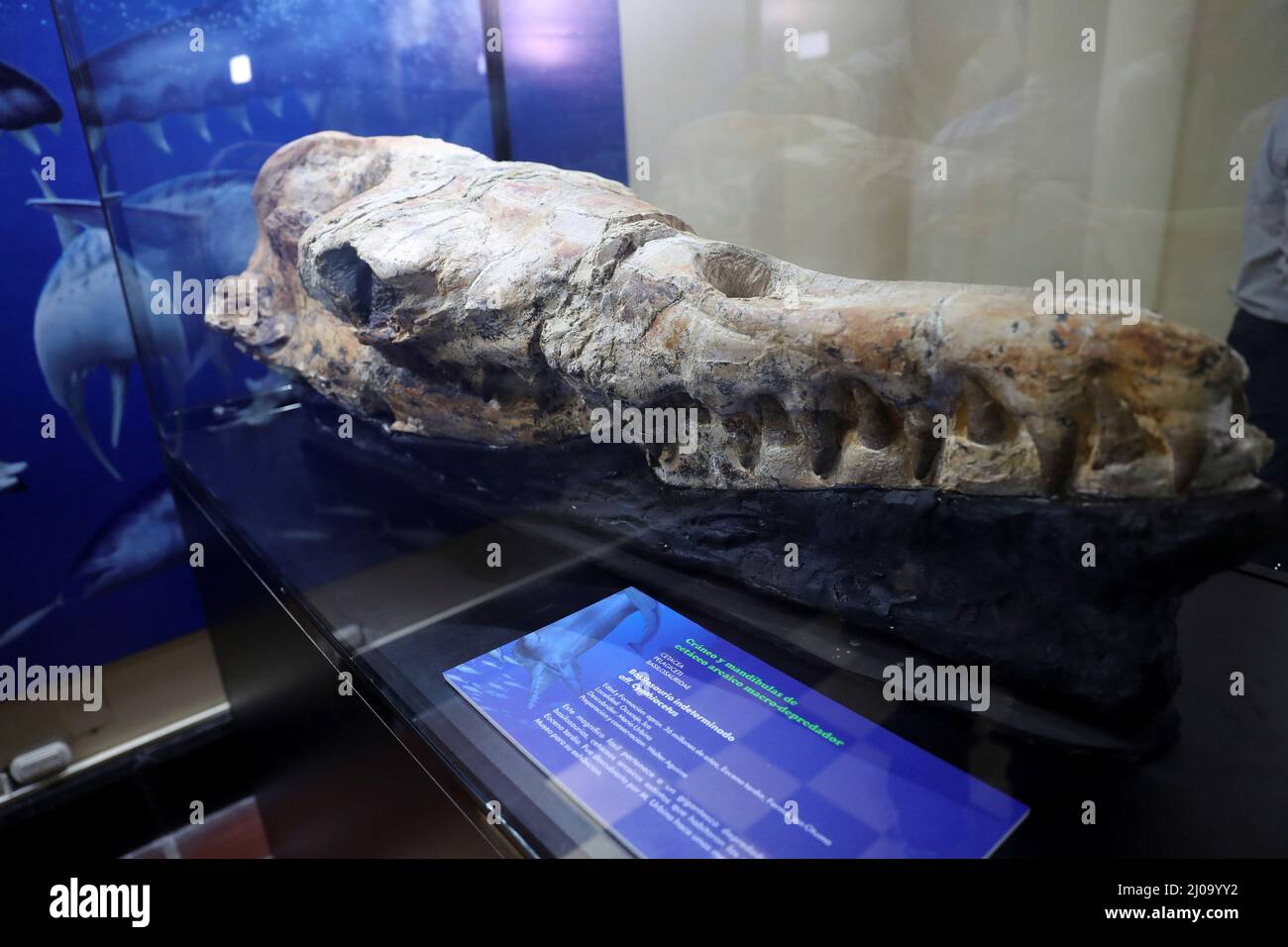 Basilosaurus fotografías e imágenes de alta resolución Alamy