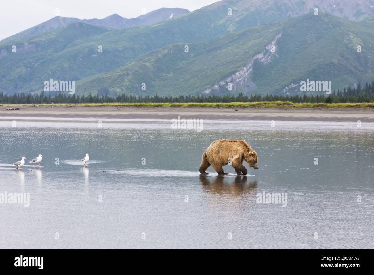 Oso marrón seguido de pájaros Foto de stock