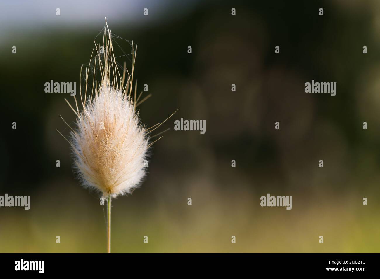 Cabeza de flor de hierba con cola de conejo (Lagurus ovatus) Foto de stock