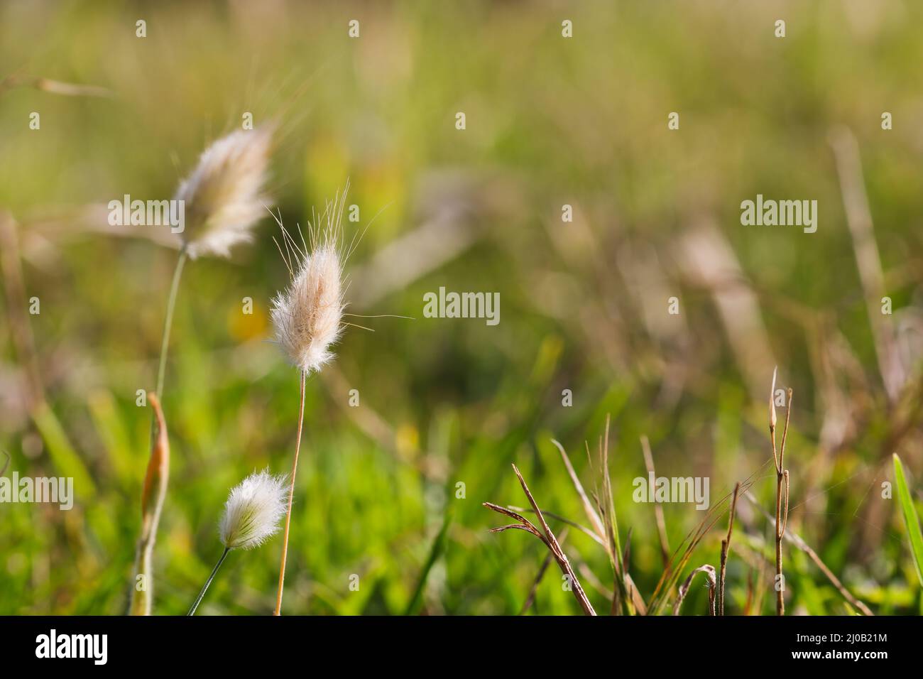 Cabezales de flores de hierba con cola de conejo en la pradera (Lagurus ovatus) Foto de stock