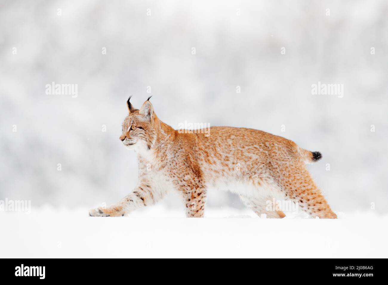 Vida salvaje de invierno en Europa. Lynx en la nieve, bosque nevado en febrero. Vida salvaje escena de la naturaleza, Alemania. Vida salvaje de invierno en Europa. Foto de stock