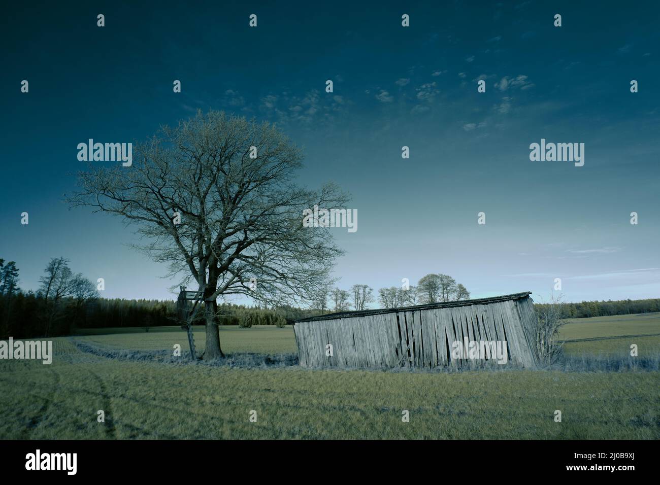 fotografía infrarroja - surrealista ir foto de paisaje con árboles bajo cielo nublado - el arte de nuestro mundo y plantas en la cámara infrarroja invisible Foto de stock