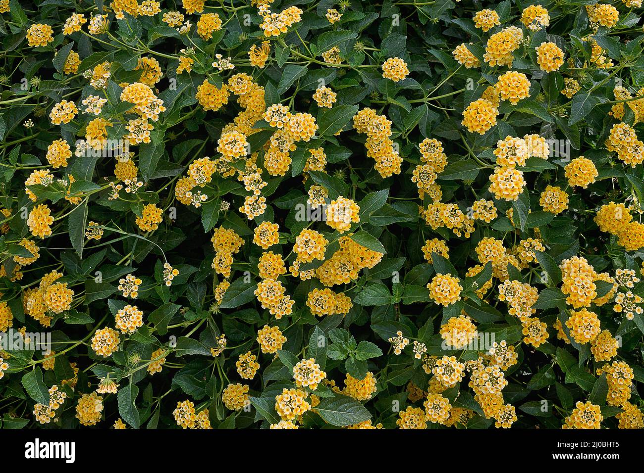Arbusto De Flores Amarillas Fotos e Imágenes de stock - Alamy